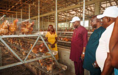 Farmers and agricultural activities supported by the LIFE-ND Project in Delta State, Nigeria.